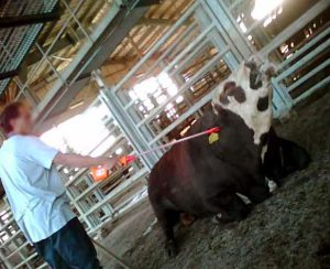 This is how cows with broken legs are beaten and electrocuted to force them to stand and go to slaughter. factory farm meat industry animal abuse,cruelty, animal rights violation,why go vegan, why be vegan, why become vegan, why vegan diet