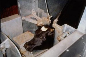 Cow restrained for stunning just prior to slaughter. factory farm meat industry animal abuse,cruelty, animal rights violation - why go vegan, why be vegan, why become vegan, why vegan diet