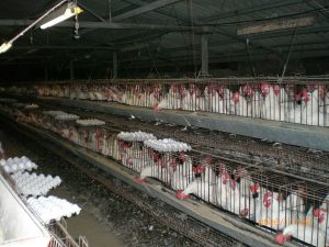 Egg laying hens are crammed into battery cages (less than the space of an A4 paper) for their entire lives and prone to muscle and bone deterioration. Poultry industry battery cage animal abuse,cruelty, animal rights violation - why go vegan, why be vegan, why become vegan, why vegan diet