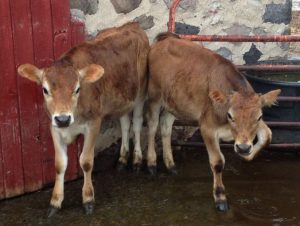 Dairy industry sends male calves and unproductive cows to slaughter Dairy farm industry animal abuse,cruelty, animal rights violation - why go vegan, why be vegan, why become vegan, why vegan diet