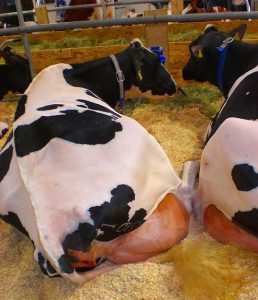 Does that huge udder look normal to you? This is how dairy industry has turned cows into milk producing machines. Dairy industry animal abuse,cruelty, animal rights violation - why go vegan, why be vegan, why become vegan, why vegan diet